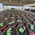 Warrenton Plants Nursery Nurseries 11 thumbnail