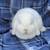White Lop rabbit 1 thumbnail