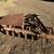 Farm implements- (2) discs (1) spring tooth harrow 1 thumbnail