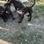 Rehoming Pit/lab pup 8 thumbnail