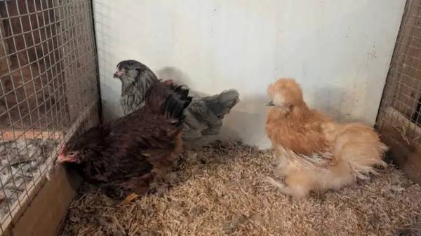 hens variety pack 1