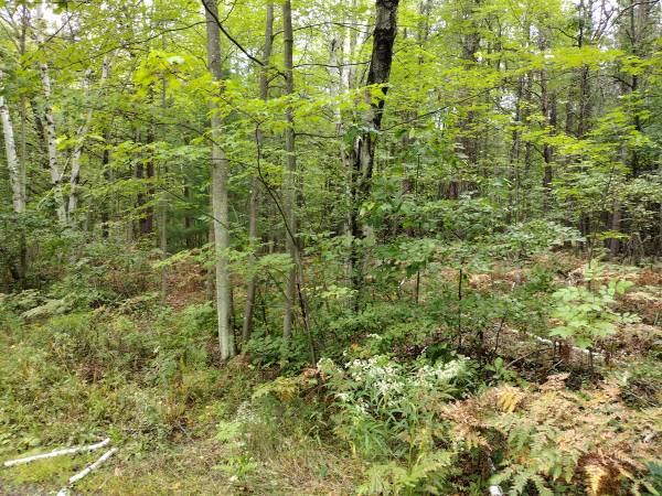 $7,995 Camping lot near parks and lakes (Skidway Lake, MI)64037723486466121