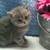 One Kitten Left Available! 60% off!! British Shorthair! 3 thumbnail