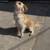 Loving Dogs Looking for New Homes – Friendly & Healthy 6 thumbnail