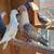 Fancy Pigeons - large variety 1 thumbnail