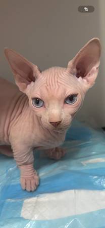 Selling sphynx kitten 1