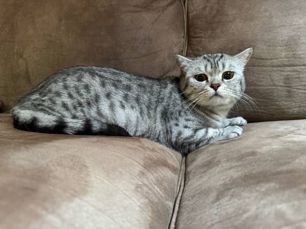 Missing Cat 1