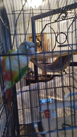 Pineapple Conure (Virginia Beach)63882831299329122