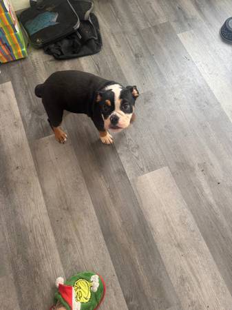 Bulldog (Oakland North / Temescal)63874130200449123