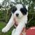 Border collies 9 thumbnail