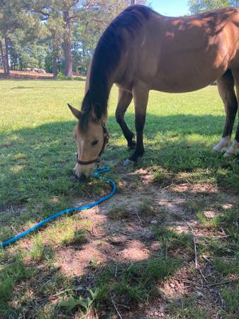 ISO Leaser for Buckskin Mare (Louisburg)63980447069058120