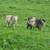 Shetland herd dispersal 3 thumbnail