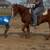 Gelding 1 thumbnail