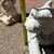 3 large vintage  statues, old...DOG, rabbit...and bunny pot holder 16 thumbnail