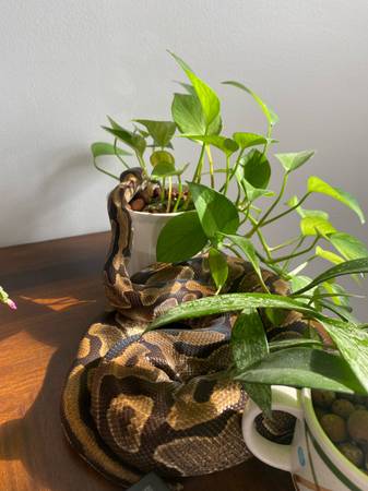 Seeking Older Ball Python (to be pet in experienced home) 1