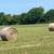 Hay for Sale 3 thumbnail