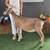 ADGA Lamancha dairy goats 5 thumbnail