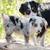 mini australian shepherd puppies 1 thumbnail