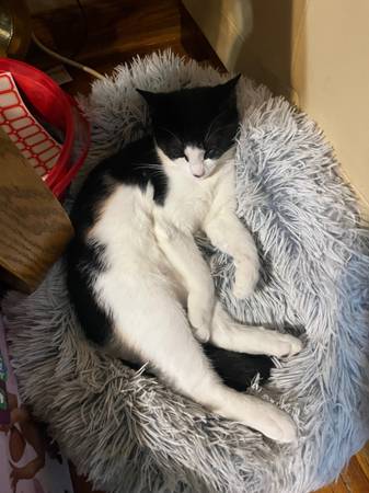 Tuxedo Female Kitten63857444488193122