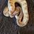 Ball pythons 13 thumbnail