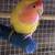 2 Lovebirds  Rehoming 1 thumbnail