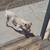 dogo argentino puppy 3 thumbnail