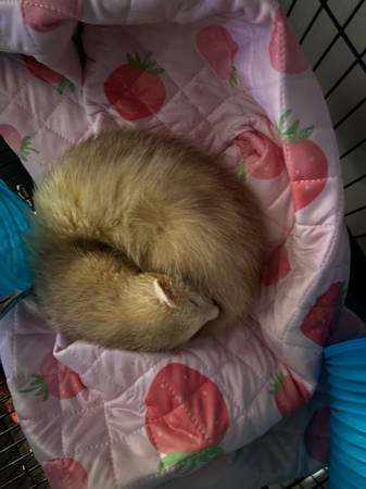 rehoming ferret (Chicago)63848346065539122