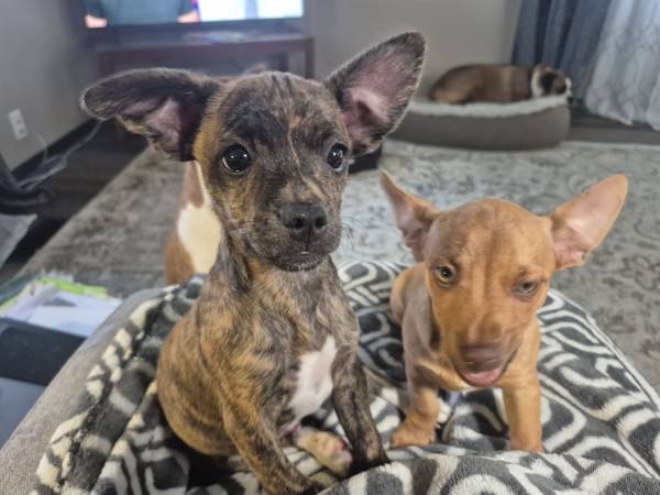 Chi Puppies (Umatilla)63922852614659120