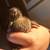 Ducklings 6 thumbnail