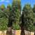 Fruitless Olive Trees - Swan Hill & Majestic Beauty 1 thumbnail