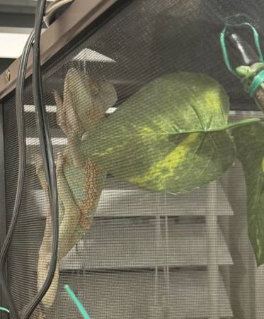 Veiled Chameleon 1