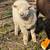Babydoll ram lamb 1 thumbnail
