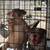 Micro bully 1 thumbnail