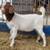 Fullblood Boer Goat Buckling 1 thumbnail
