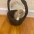 Holland Lop Looking for forever home. 5 thumbnail