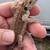 Bearded Dragon Baby Morph Genetics 4 thumbnail