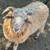 Navajo Churro Sheep 4 thumbnail