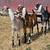 ADGA Purebred Nubian Bucks 3 thumbnail