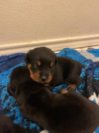 Puppies Rottweiler (Arlington)64018675162881122
