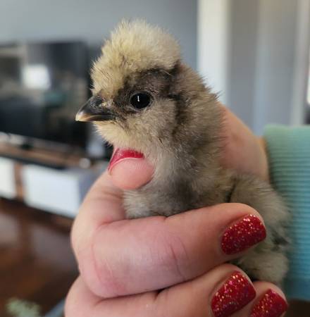 Silkie Chicks 1
