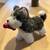 Husky Puppy - American Girl 1 thumbnail