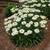 SNOWCAP Dwarf SHASTA DAISY 2 thumbnail