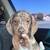 Mini dachshund 2 thumbnail