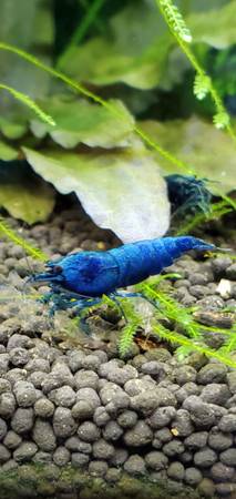 Extreme Blue Bolt Shrimp 1