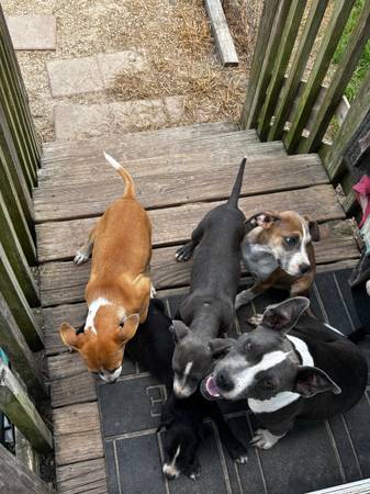 Cachorros para nuevos hogares63693740204289123