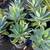 Agave nursery SALE 2 thumbnail