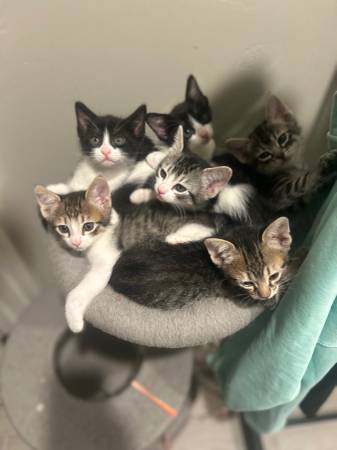 6 week old kittens!63944481618307120