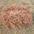 Pine straw 1 thumbnail
