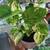 Healthy plant in a ceramic pot, 30 inches tall. 3 thumbnail