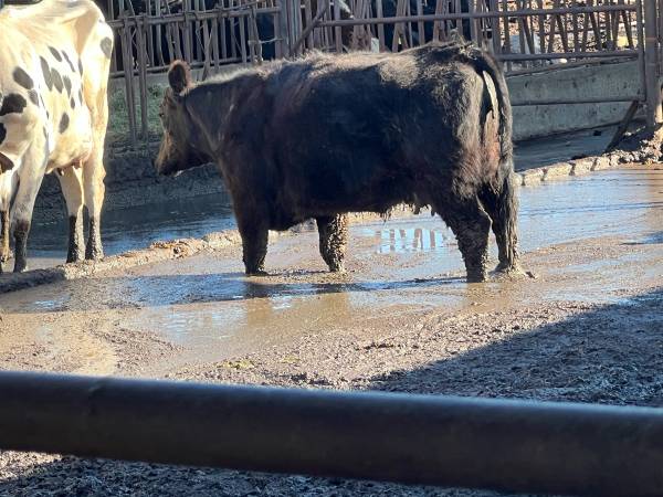 Calves, locker beef, feeders, water buffalo 1